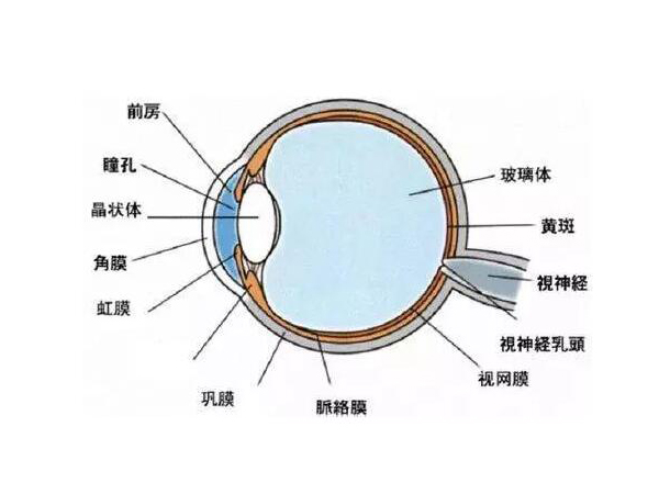 眼前蚊子飛的多 小心視網(wǎng)膜脫落前兆