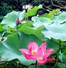 中州花藝景觀工程 設(shè)計與施工的藝術(shù)融合