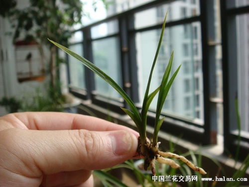 精品矮種鱗生體水晶高賭花藝 下山草景觀工程的設(shè)計與施工藝術(shù)